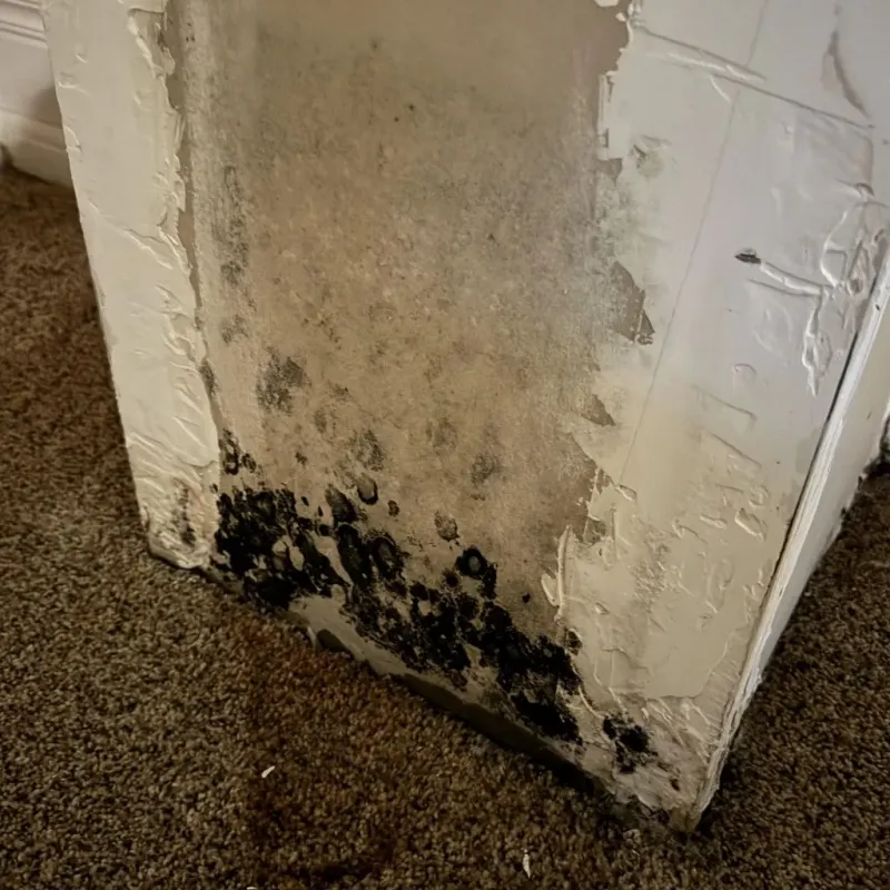 Professional Mold Removal in Center Hill, FL